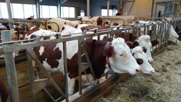 В Подмосковье в этом году надоили более 6 тысяч кг молока на корову