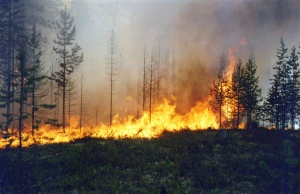 В Луховицком районе ликвидирован лесной пожар