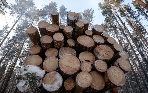 Каждый гражданин имеет право на заготовку 10 кубометров дров