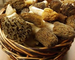 Первые съедобные грибы могут появиться в начале мая