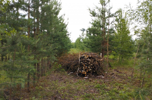 Почти 120 гектаров рубок запланировано в Маливском и Ступинском участковых лесничествах