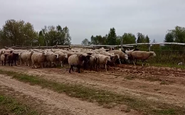 В Луховицах идёт вакцинация мелкого рогатого скота против оспы