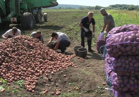 Коломенские сельхозпроизводители приступили к уборке раннего картофеля