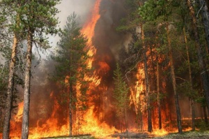 Шесть пожаров произошло в Луховицах за выходные