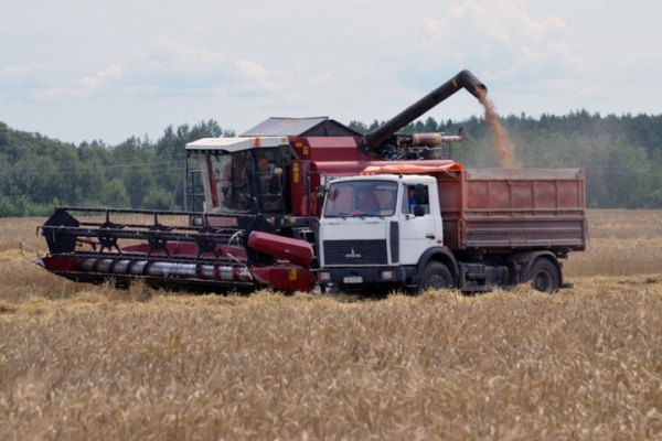 В Зарайске на 80% убрали озимую пшеницу