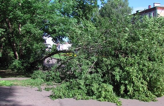 Высокое дерево сломалось у самого корня на улице Гагарина