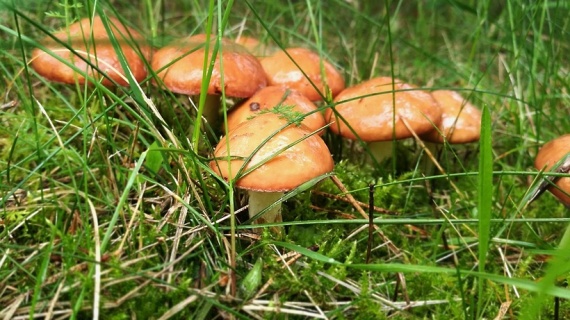 Микологи продолжают делать прогнозы на предстоящий грибной сезон