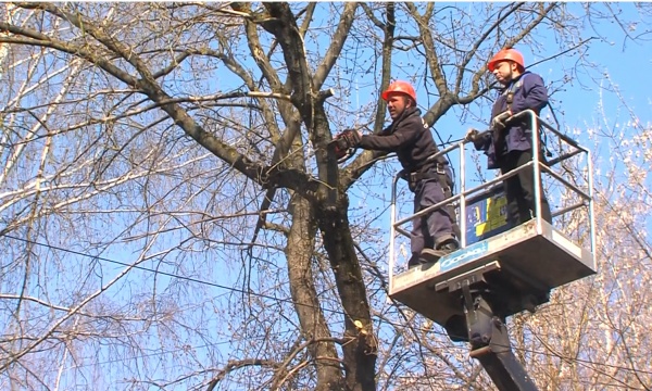 В Коломне ведутся работы по опиловке и устранению аварийных деревьев