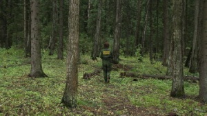 Минэкологии начало расследовать дело о загрязнении лесов Луховицкого района свинофермой