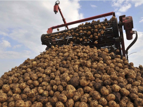 В Подмосковье в этом году планируют собрать на 10% больше картофеля