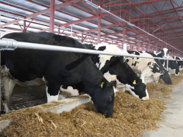 Молочное скотоводство сможет быть рентабельным