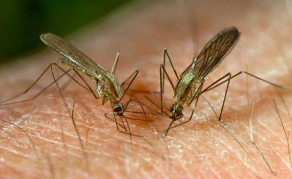 Чего нельзя делать при укусе комара?