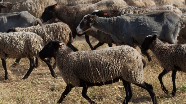В Луховицах отменен карантин по оспе овец