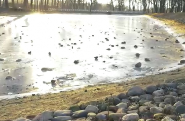 Подростки закидали камнями пруд в новом парке усадьбы Кривякино
