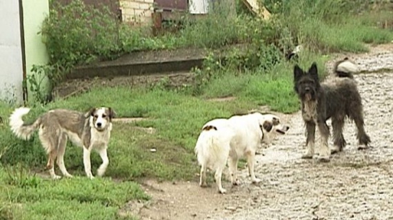 Воскресенск атакуют стаи бродячих собак