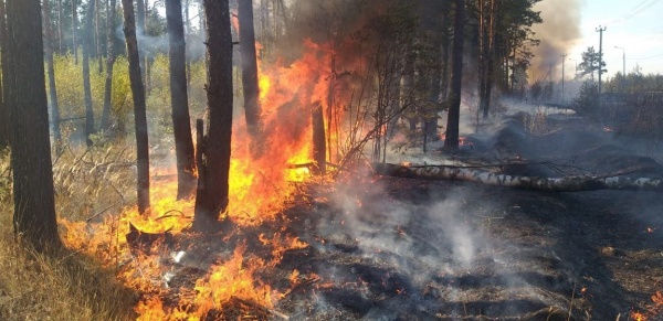 11 возгораний потушили в лесах Подмосковья за минувшие сутки