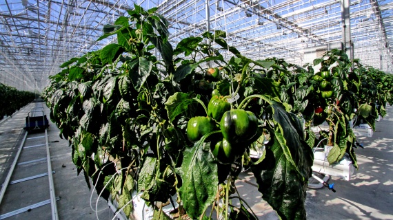 Сбор тепличных овощей в Подмосковье увеличится