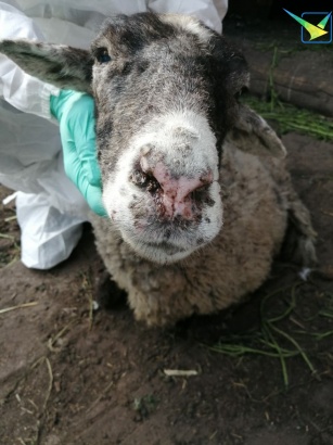 Угроза заболевания оспой у овец и коз пока еще есть
