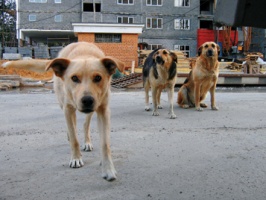 В Московской области решат проблему с бродячими собаками