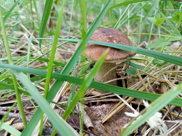 Начался сезон летних грибов