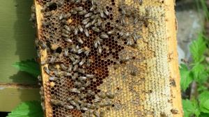 Мособлдума готовит закон о пчеловодстве