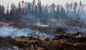 В Подмосковье разрешили сжигание порубочных остатков 