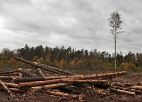 В Подмосковье восстанавливают леса после нашествия жука-короеда
