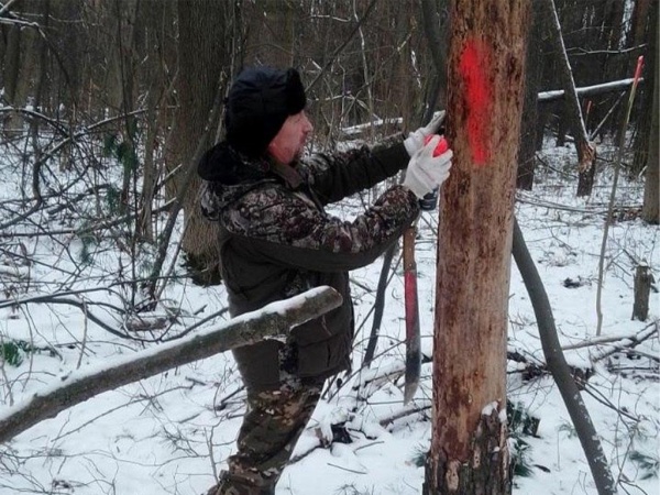 В Зарайске запланирована санитарная вырубка леса