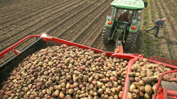 Рекорд по урожайности картофеля побит