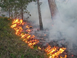 Еще один лесной пожар потушили вчера в Луховицах