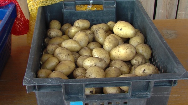 Август – месяц, когда на полях начинает созревать картофель