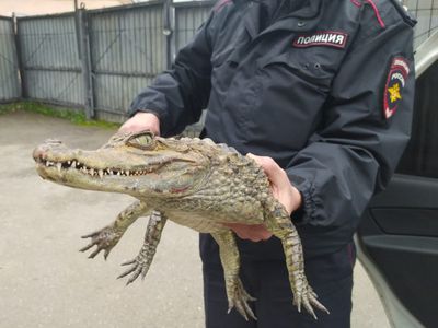 Полицейские из Вологды отвезли изъятого крокодила на ферму в Коломну