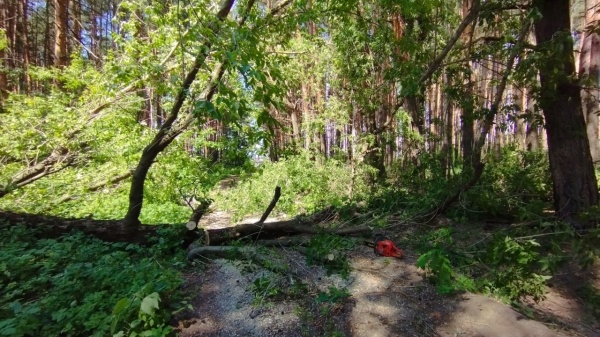 Возле села Пирочи убрали дерево с дороги