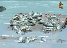 В Пестриковском озере произошла массовая гибель рыбы