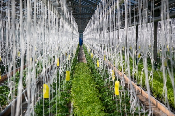 В Коломне построят агрокомплекс по выращиванию, исследованию и производству семян