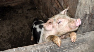 Карантин по африканской чуме свиней установлен в Луховицком районе