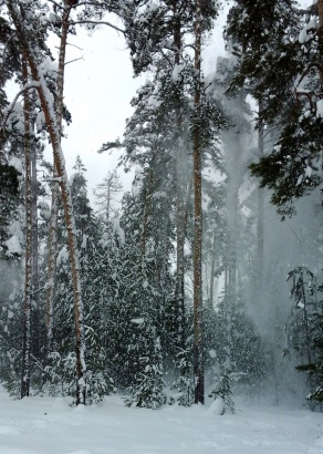 Как вести себя в зимнем лесу?
