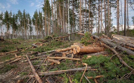 В коломенских лесах вырубят погибшие деревья