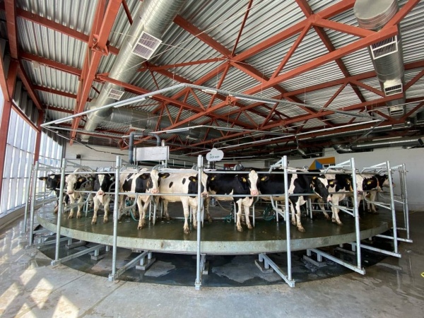 Озёрские производители молока получили субсидии на развитие