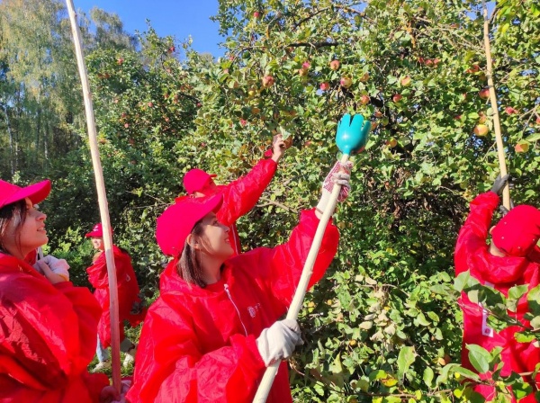 Добровольцы помогли собрать урожай яблок для детского дома