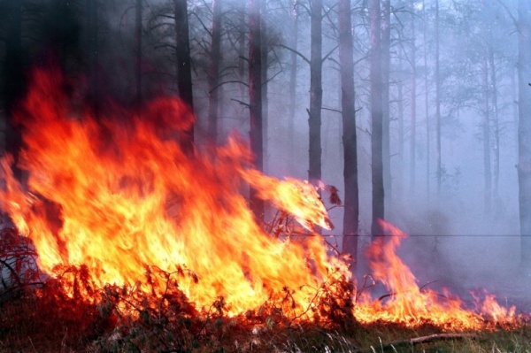 Воскресенские школьники предотвратили лесной пожар