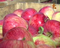 В Коломенском районе начался сбор урожая яблок и груш