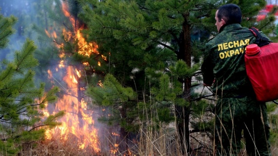 Лесной пожар потушили в Луховицах на выходных