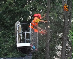 Экологи бьют тревогу: в Коломне продолжается массовая гибель ясеней