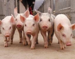 7 свиней на одного жителя: в Серебряных Прудах сочли, что это многовато.
