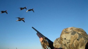 В регионе выросло число нарушений при охоте на птиц