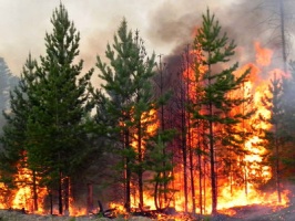 В Луховицах снова горел лес
