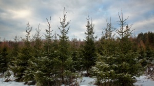 С первого дня зимы елки будут усиленно охранять от посягательств