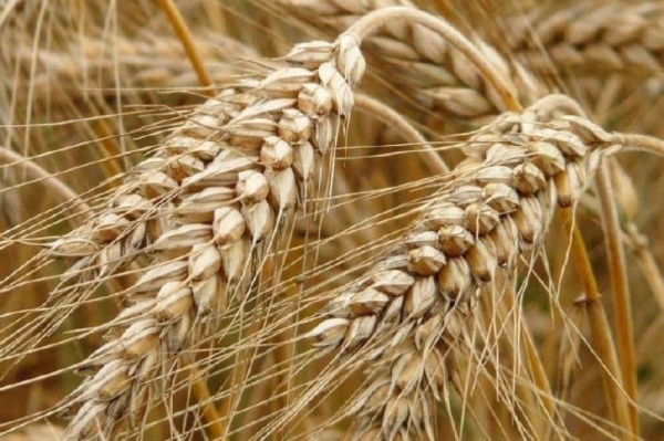 В этом году почти 500 тысяч тонн зерновых могут собрать в Подмосковье