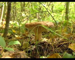 Не все грибы одинаково полезны, а лес коварен и таит множество опасностей